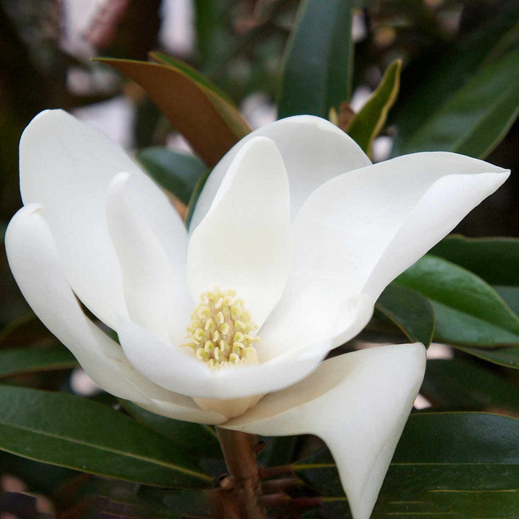 Magnolia Grandiflora 'Alta'