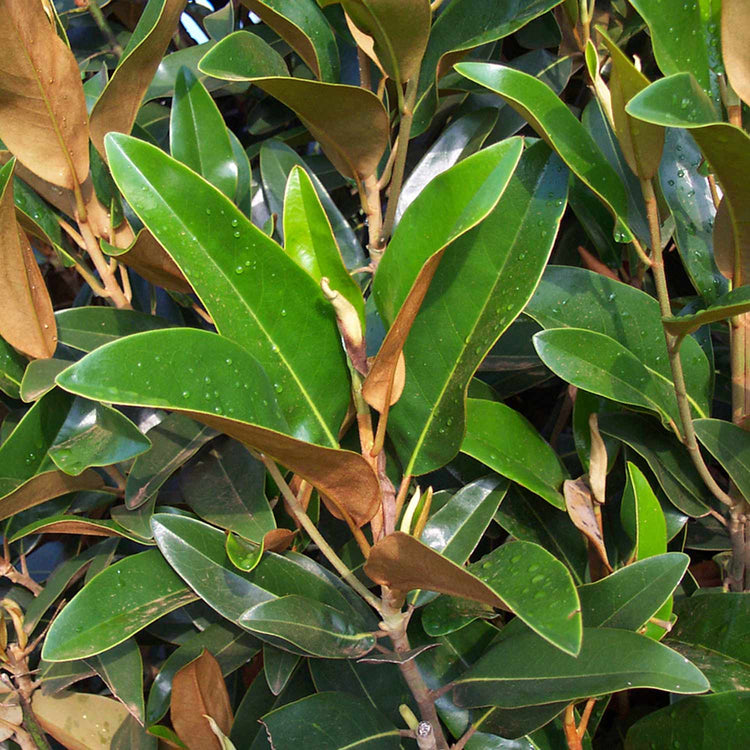 Magnolia Grandiflora 'Alta'