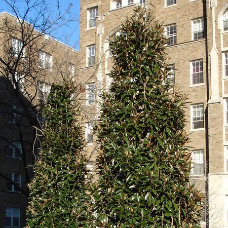 Magnolia Grandiflora 'Alta'