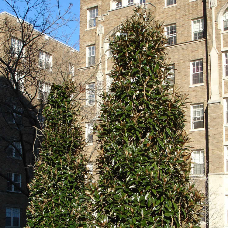 Magnolia Grandiflora 'Alta'