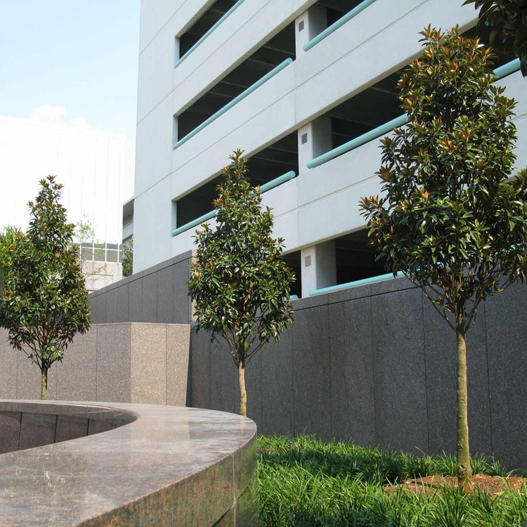 Magnolia Grandiflora 'Alta'