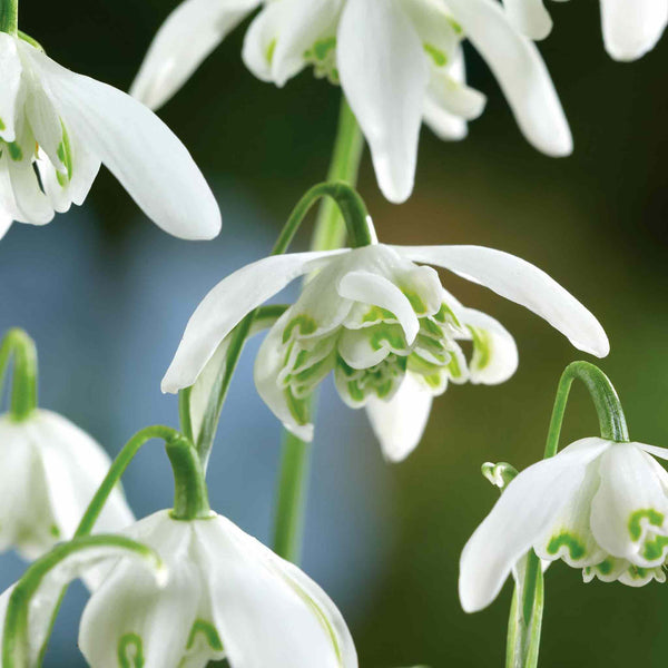 Double Snowdrop Bulbs in the Green 'Flore Pleno'