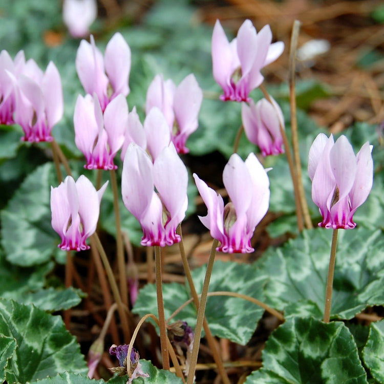 Ivy-Leaved Cyclamen Bulbs