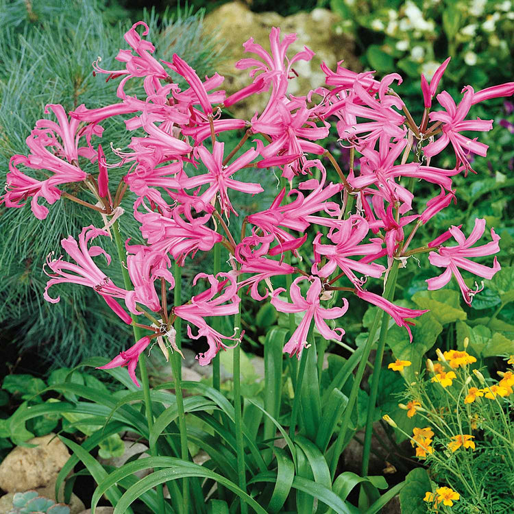 Nerine 'Bowdenii'