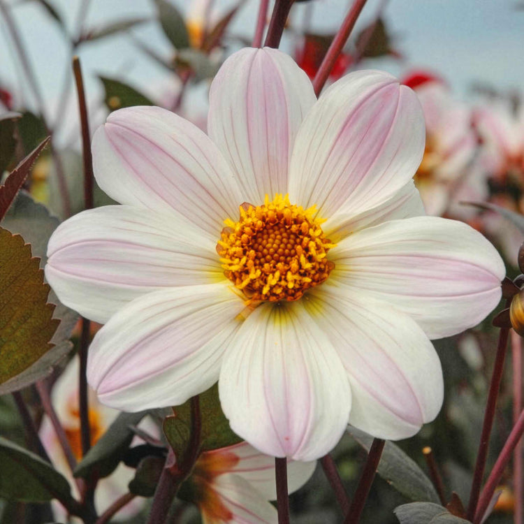 Dahlia Tuber 'Bishop of Dover'