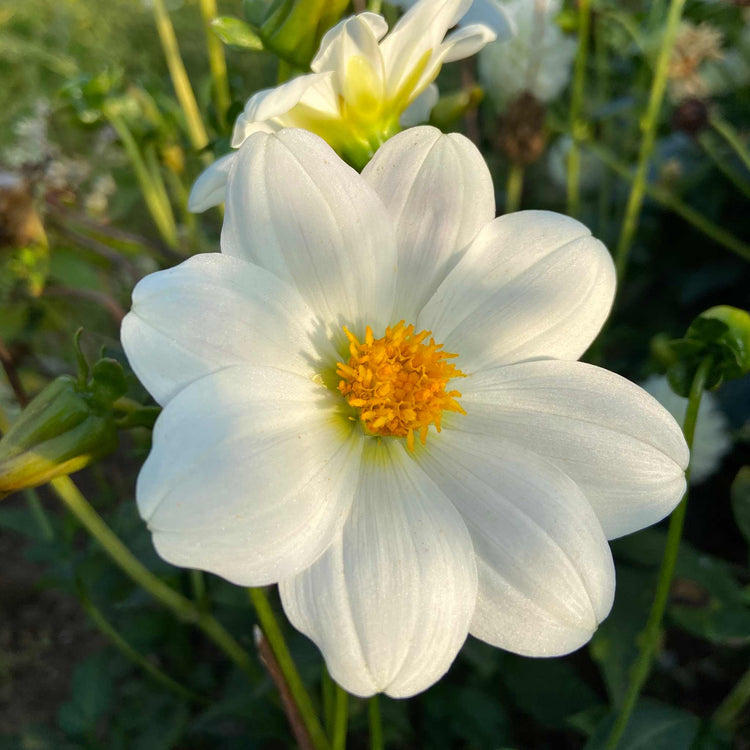 Dahlia Tuber 'Sneezy'