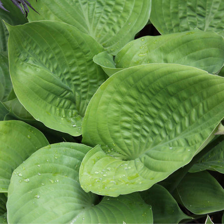 Hosta Slug Resistant Collection