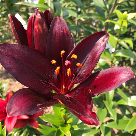 Lily 'Dark Secret'