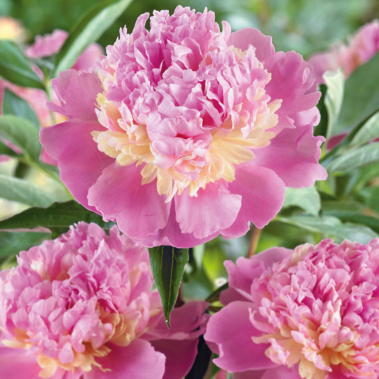 Paeonia 'Sorbet'