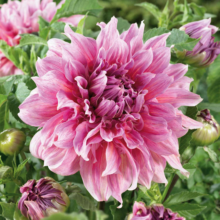 Dahlia 'Maki'