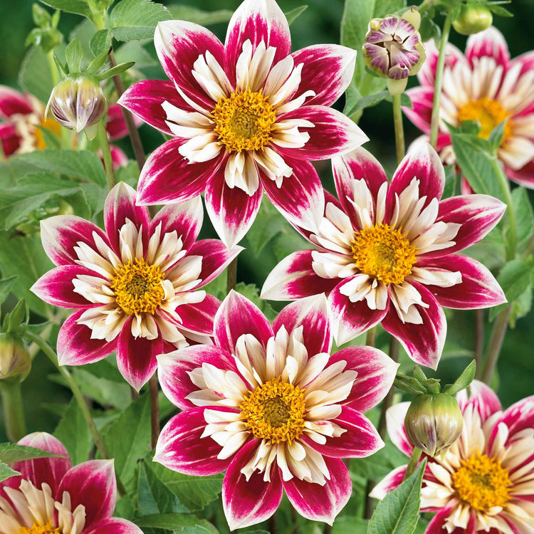 Dahlia Tuber 'Fashion Monger'