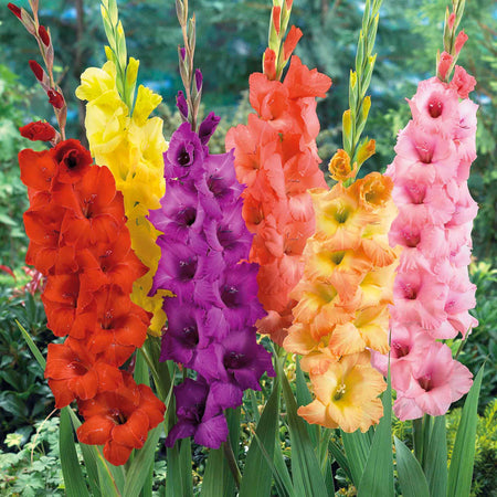 Gladiolus 'Large Flowered Mix'