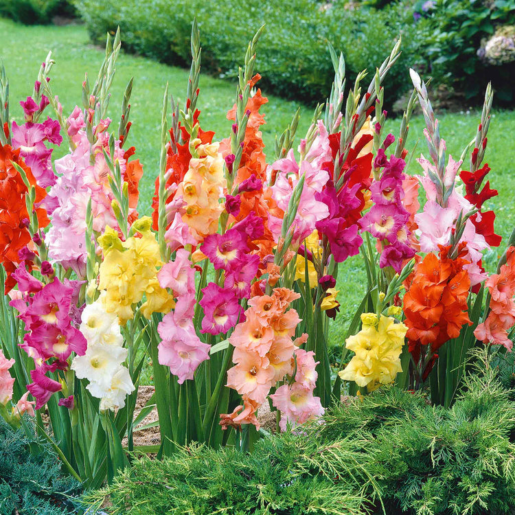 Gladiolus 'Large Flowered Mix'
