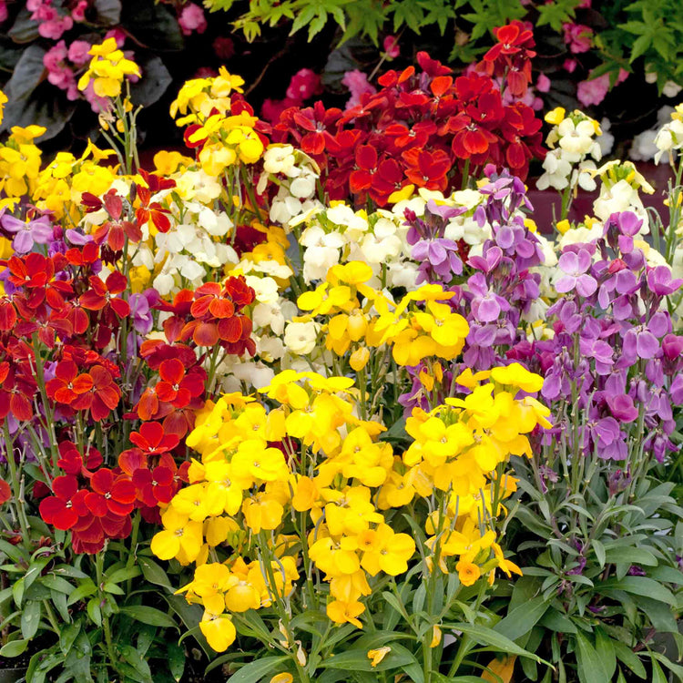 Marshalls Garden 'Winter and Spring' Bedding Selection