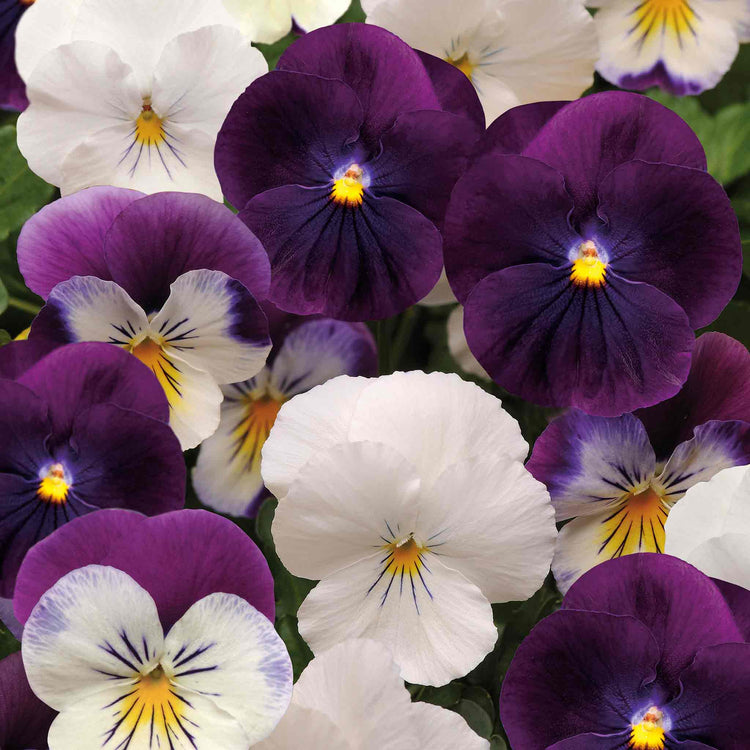 Pansy 'Cool Wave Berries & Cream Mix'
