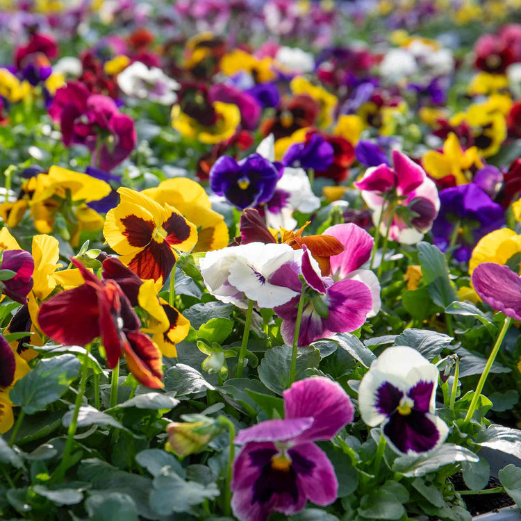 Pansy 'Matrix Mixed'