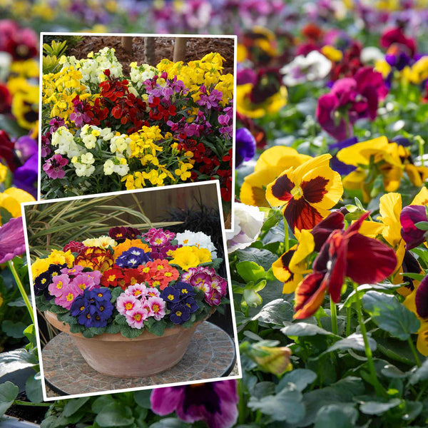 Marshalls Garden 'Winter Bedding Best Sellers'
