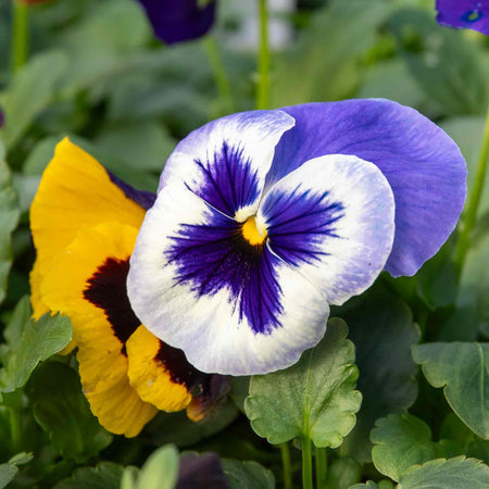 Pansy Matrix 'Blotched Mix'