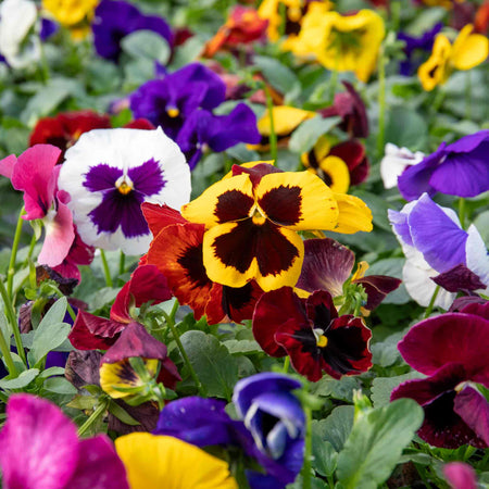 Pansy Matrix 'Blotched Mix'