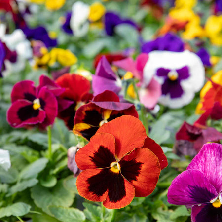 Pansy Matrix 'Blotched Mix'