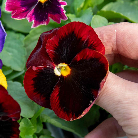 Pansy Matrix 'Blotched Mix'