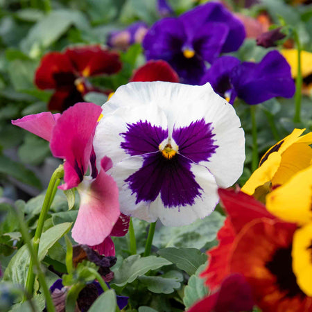 Pansy Matrix 'Blotched Mix'