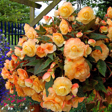 Begonia 'Illumination Apricot Shades'