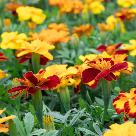 Marigold 'Durango Select Mixed'