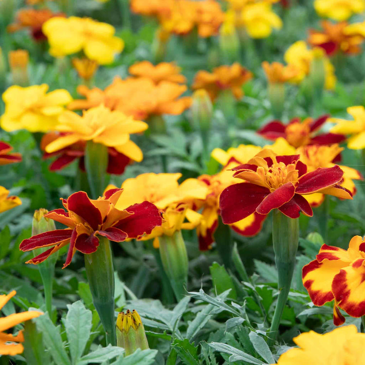 Marigold 'Durango Select Mixed'