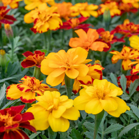 Marigold 'Durango Select Mixed'