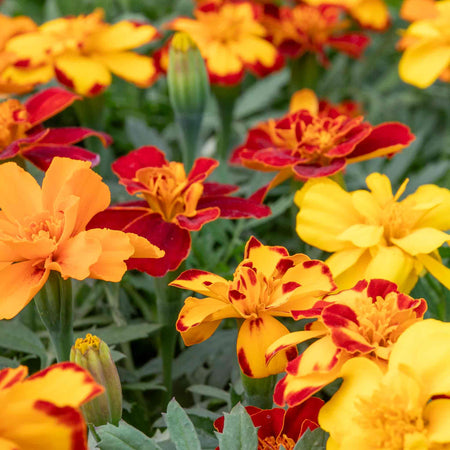 Marigold 'Durango Select Mixed'