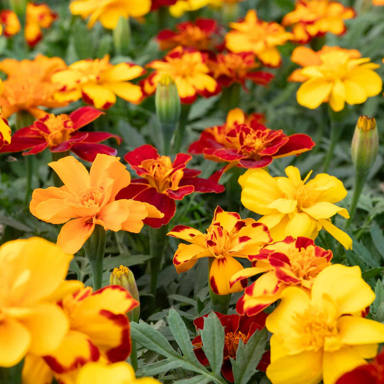 Marigold 'Durango Select Mixed'