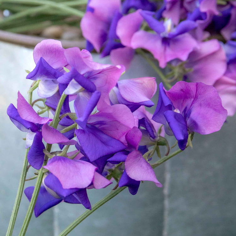 Sweet Pea Seeds 'Erewhon'