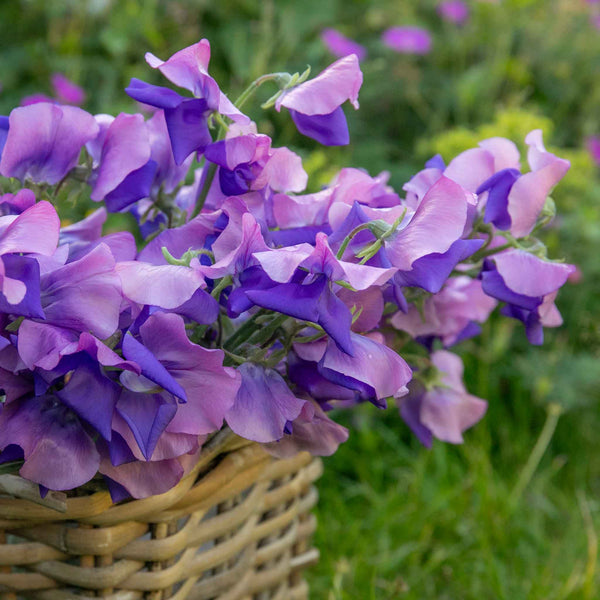 Sweet Pea Seeds 'Erewhon'