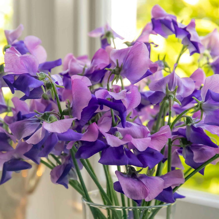 Sweet Pea Seeds 'Erewhon'