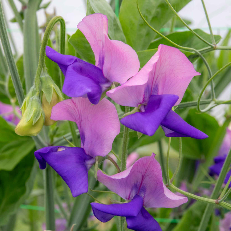 Sweet Pea Seeds 'Erewhon'