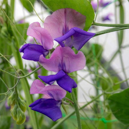 Sweet Pea Seeds 'Erewhon'