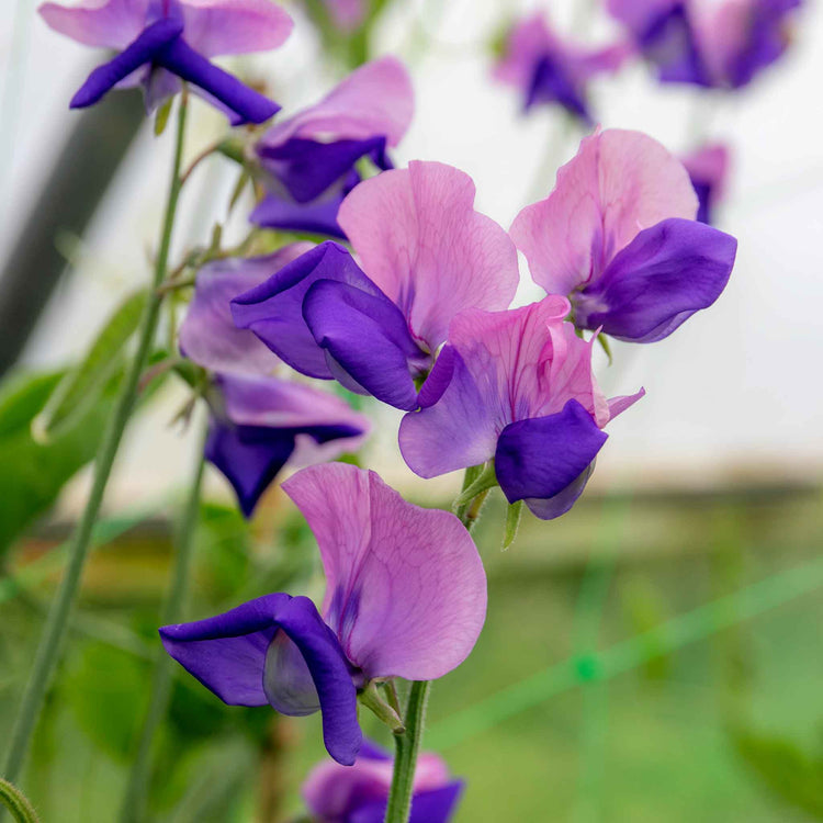 Sweet Pea Seeds 'Erewhon'