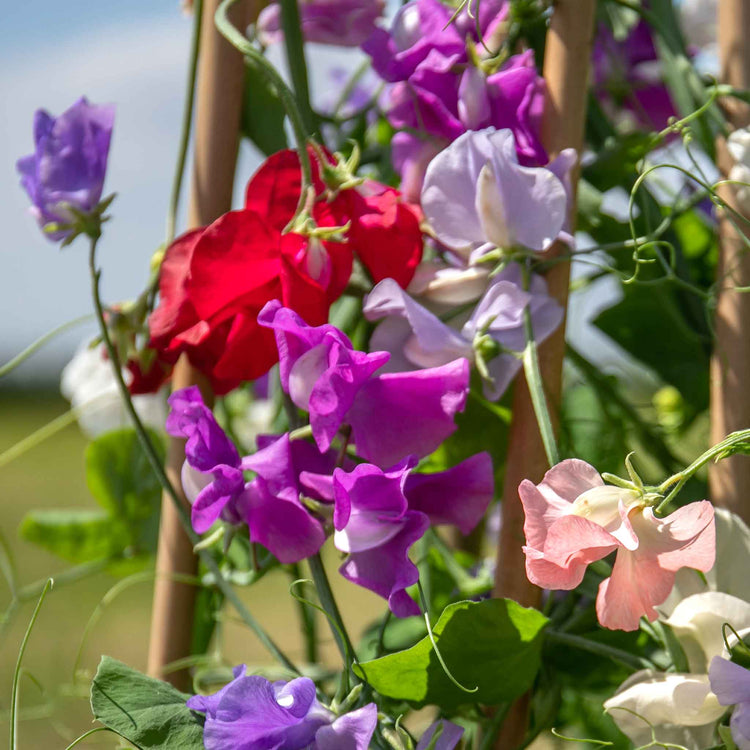 Sweet Pea Seeds 'Flower Arranger's Blend'