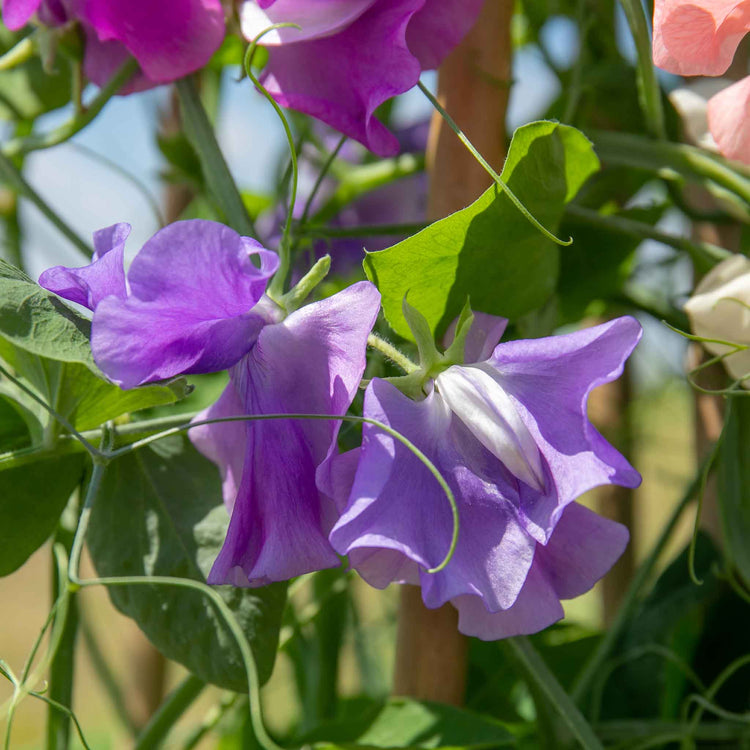 Sweet Pea Seeds 'Flower Arranger's Blend'