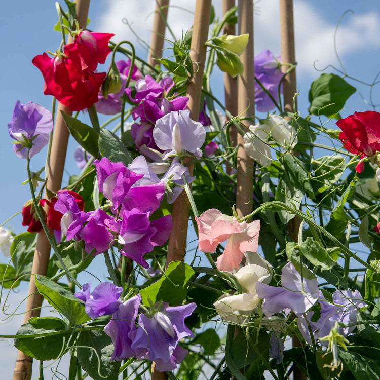Sweet Pea 'Flower Arranger's Blend'