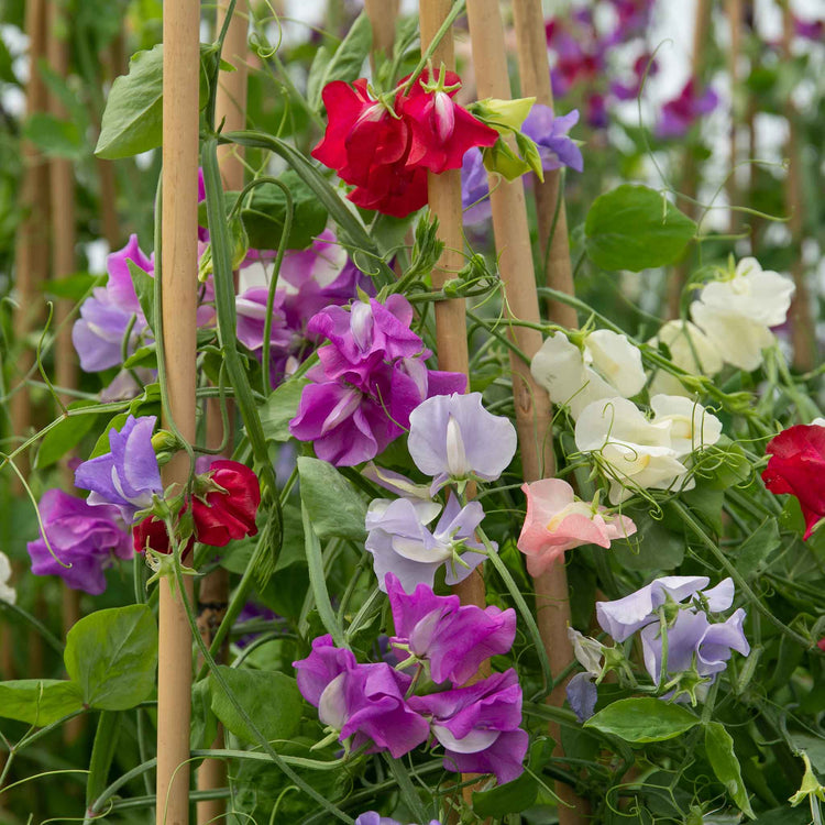 Sweet Pea 'Marshalls Selection'