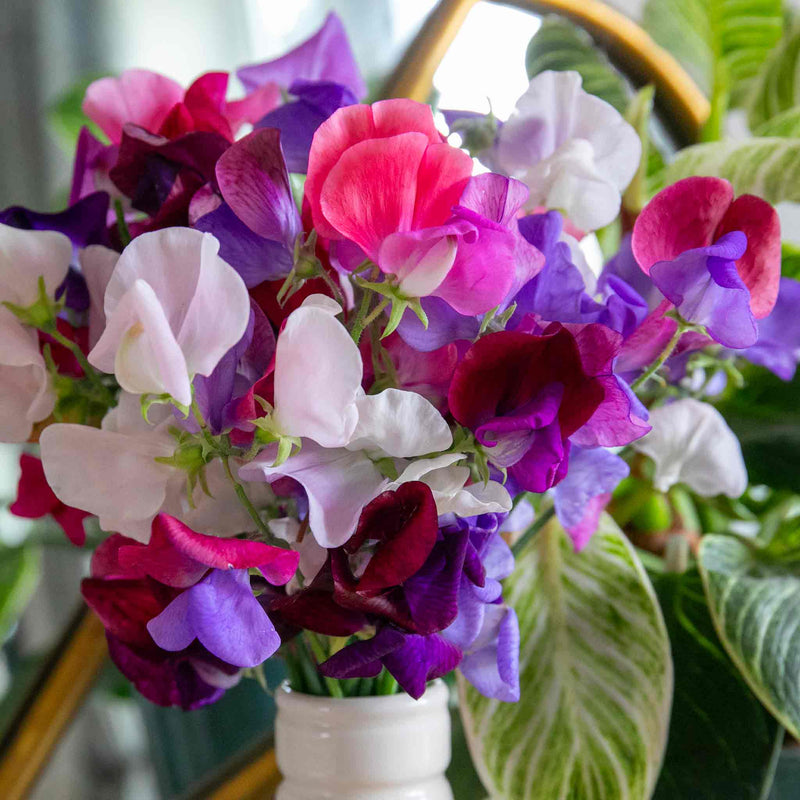Sweet Pea 'Flower Arranger's Blend'