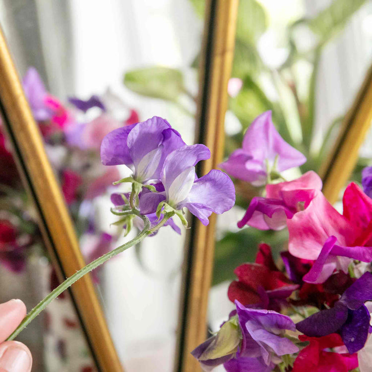 Sweet Pea 'Flower Arranger's Blend'