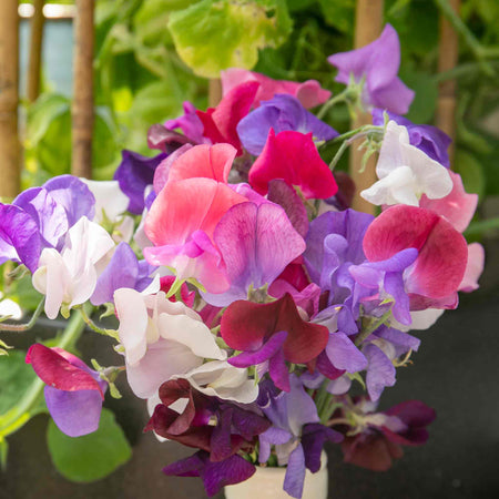 Sweet Pea 'Flower Arranger's Blend'
