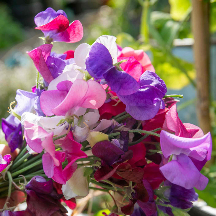 Sweet Pea 'Flower Arranger's Blend'
