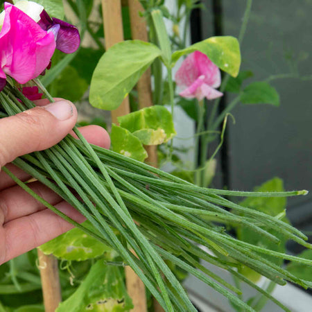 Sweet Pea 'Flower Arranger's Blend'