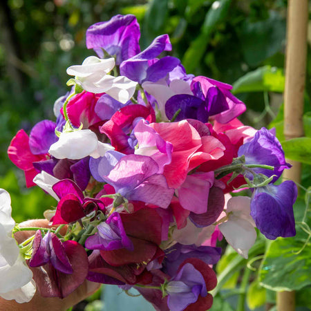 Sweet Pea 'Flower Arranger's Blend'