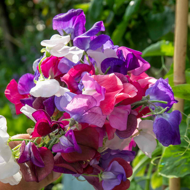 Sweet Pea 'Flower Arranger's Blend'