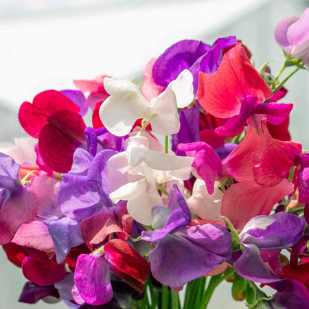 Sweet Pea 'Flower Arranger's Blend'